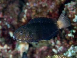 Image of Bower's Parrotfish