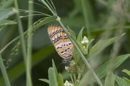 Image of Byblia ilithyia Drury 1773