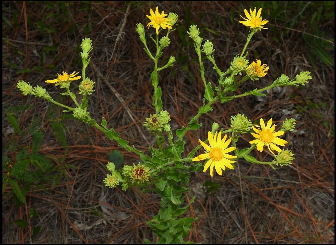 Image of pineland goldenaster