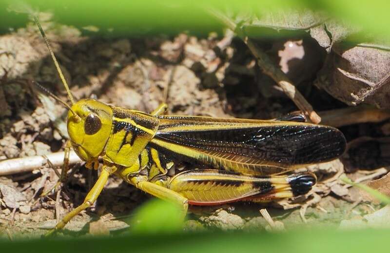 Image of Arcyptera (Arcyptera) fusca (Pallas 1773)