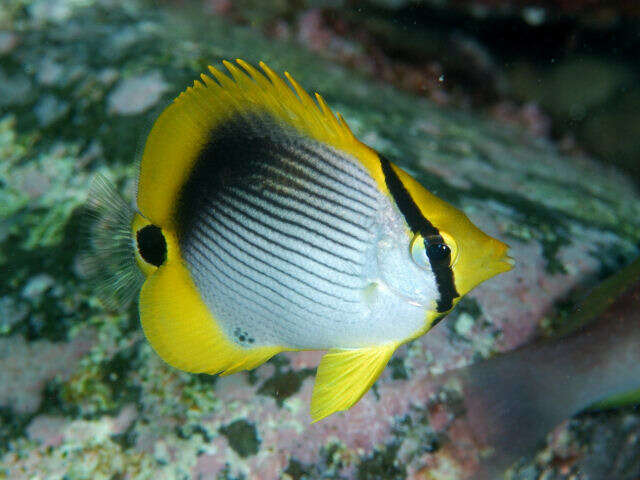 Image of Black-back Butterflyfish