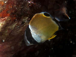 Image of Golden Butterflyfish