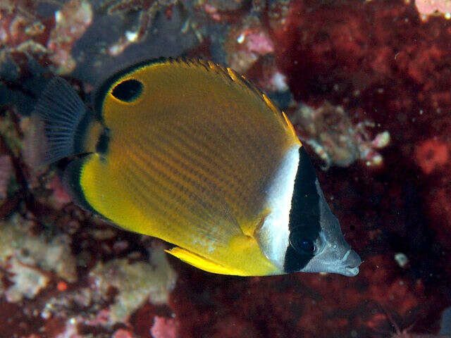 Image of Golden Butterflyfish