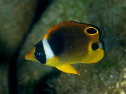 Image of Halfmoon Butterflyfish