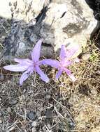 Sivun Colchicum variegatum L. kuva