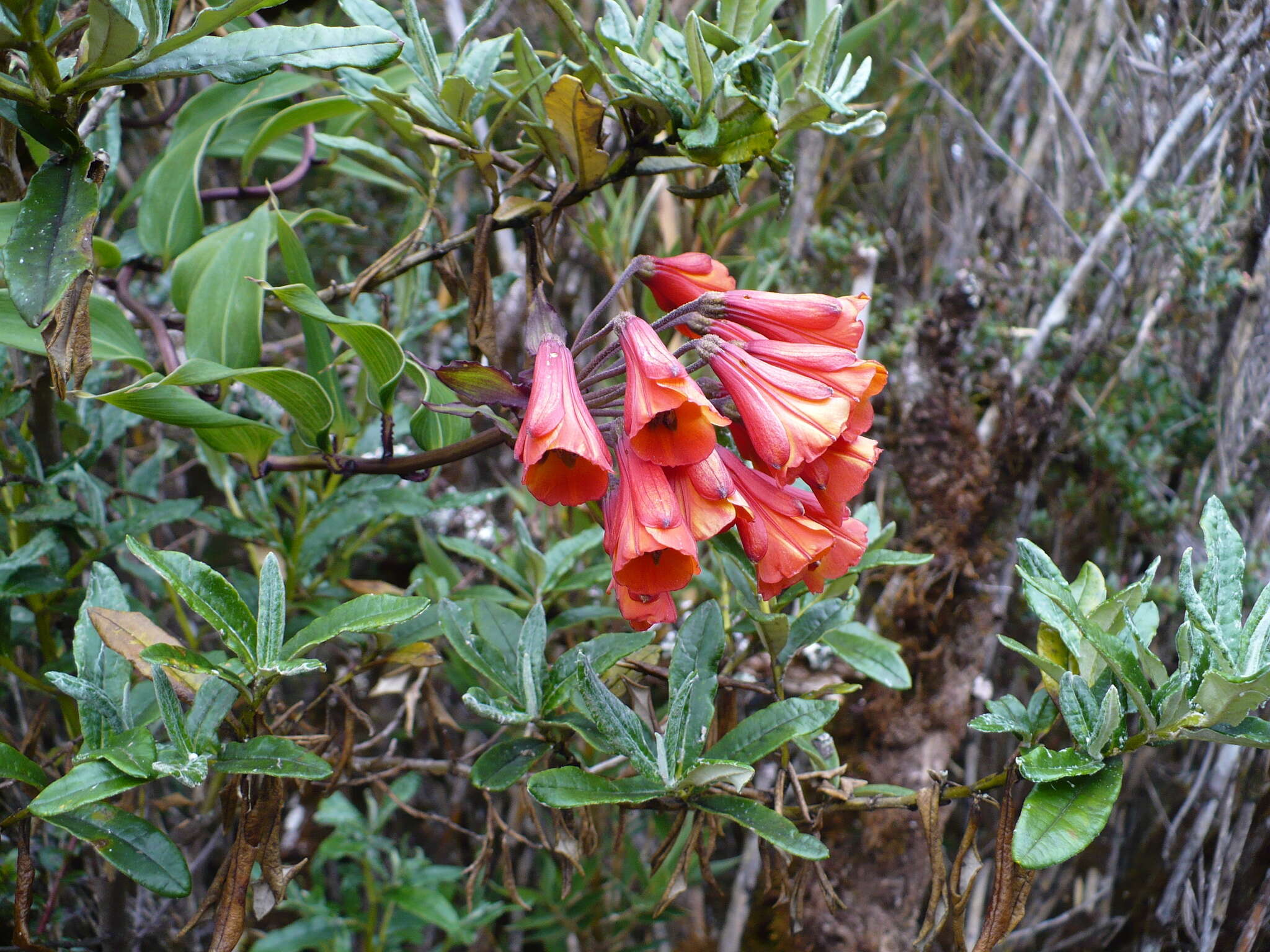 Image of Bomarea acutifolia (Link & Otto) Herb.