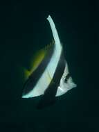 Image of Bannerfish