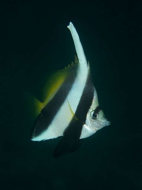 Image of Bannerfish