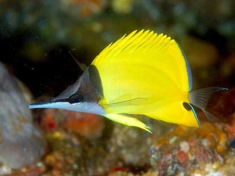 Image of Longnose butterflyfishes