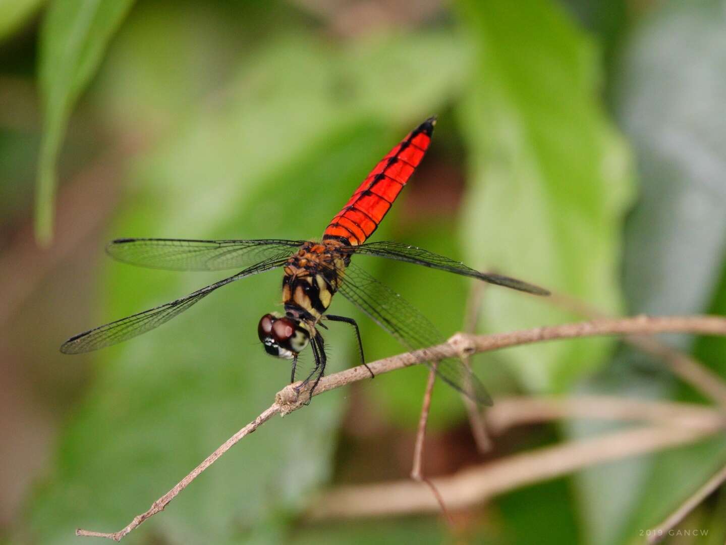 Image of Lyriothemis elegantissima Selys 1883