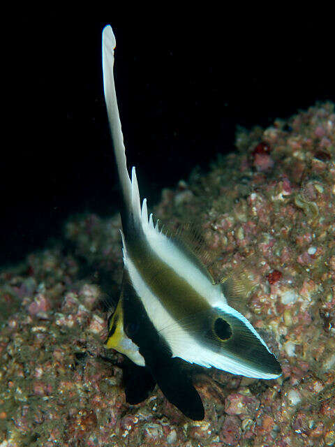 Image of Horned Bannerfish