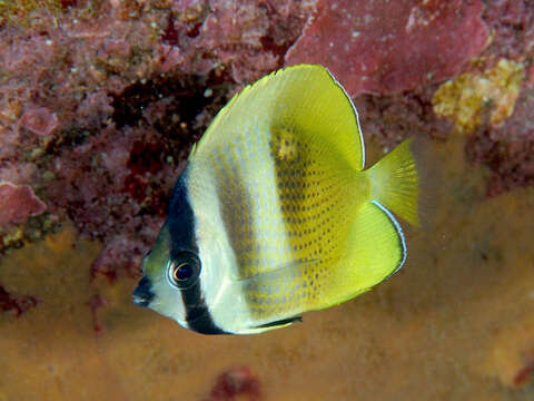 Image of Blacklip Butterflyfish