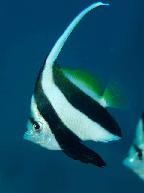 Image of Bannerfish