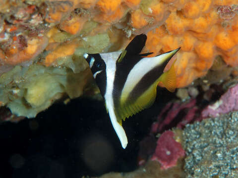 Image of Bannerfish