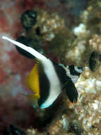 Image of Singular Bannerfish