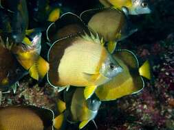 Image of Japanese Butterflyfish