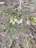 Image de Melaleuca rhaphiophylla Schau.