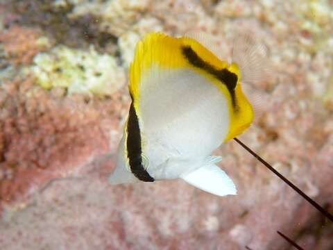 Image of Yellow-dotted butterflyfish