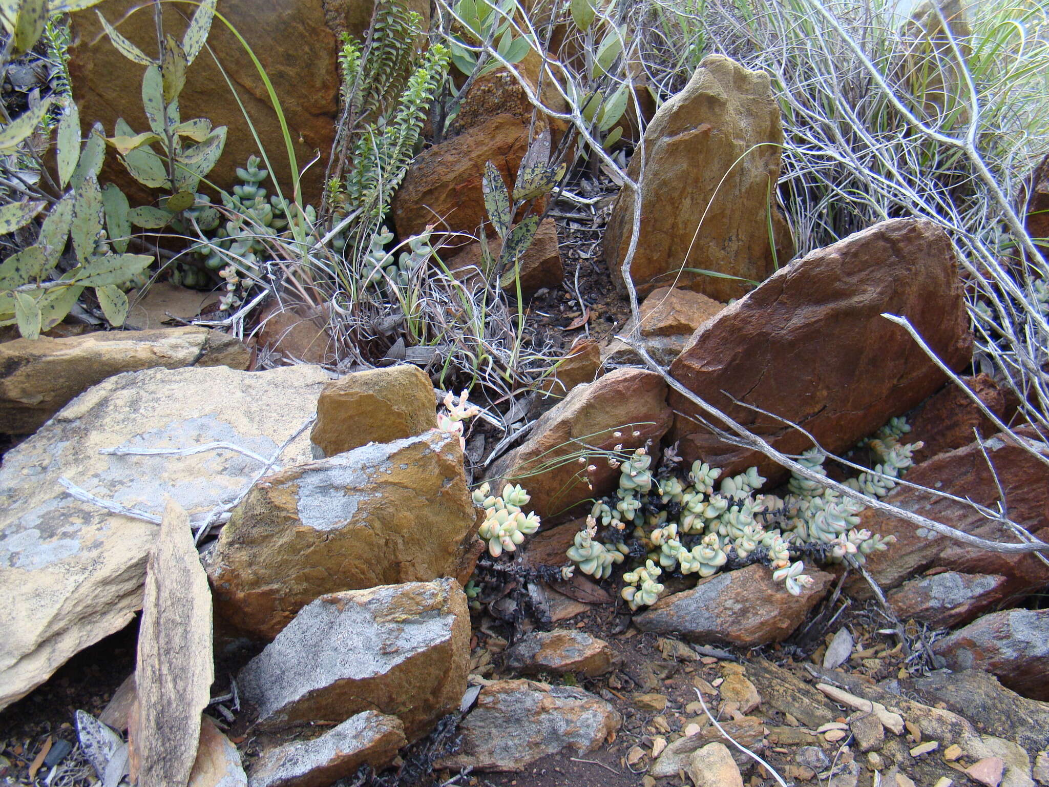 Image of Crassula rupestris subsp. rupestris