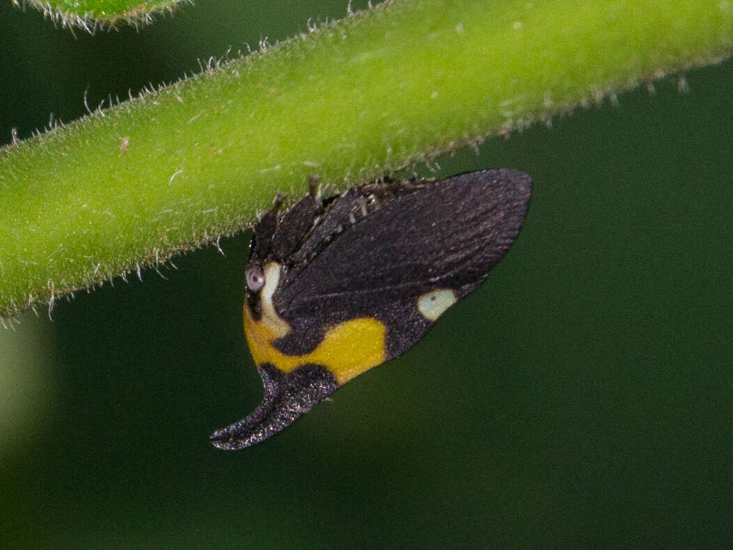 Imagem de Enchophyllum quinquemaculata Fairmaire