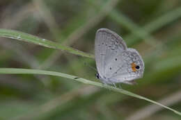 Imagem de Eicochrysops messapus