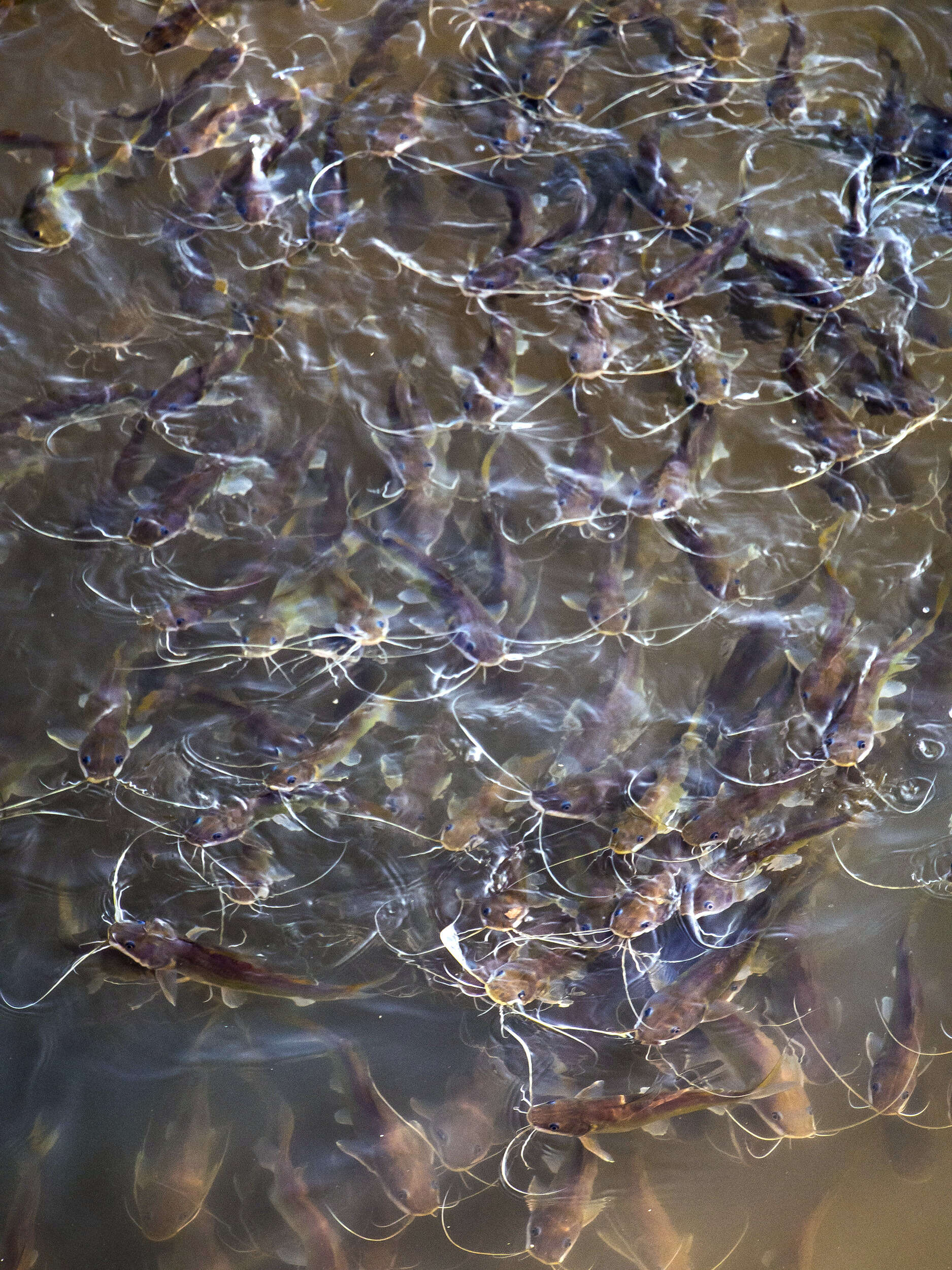 Image of Asian Red Tailed Catfish