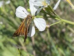 Image de Hylephila signata Blanchard 1852