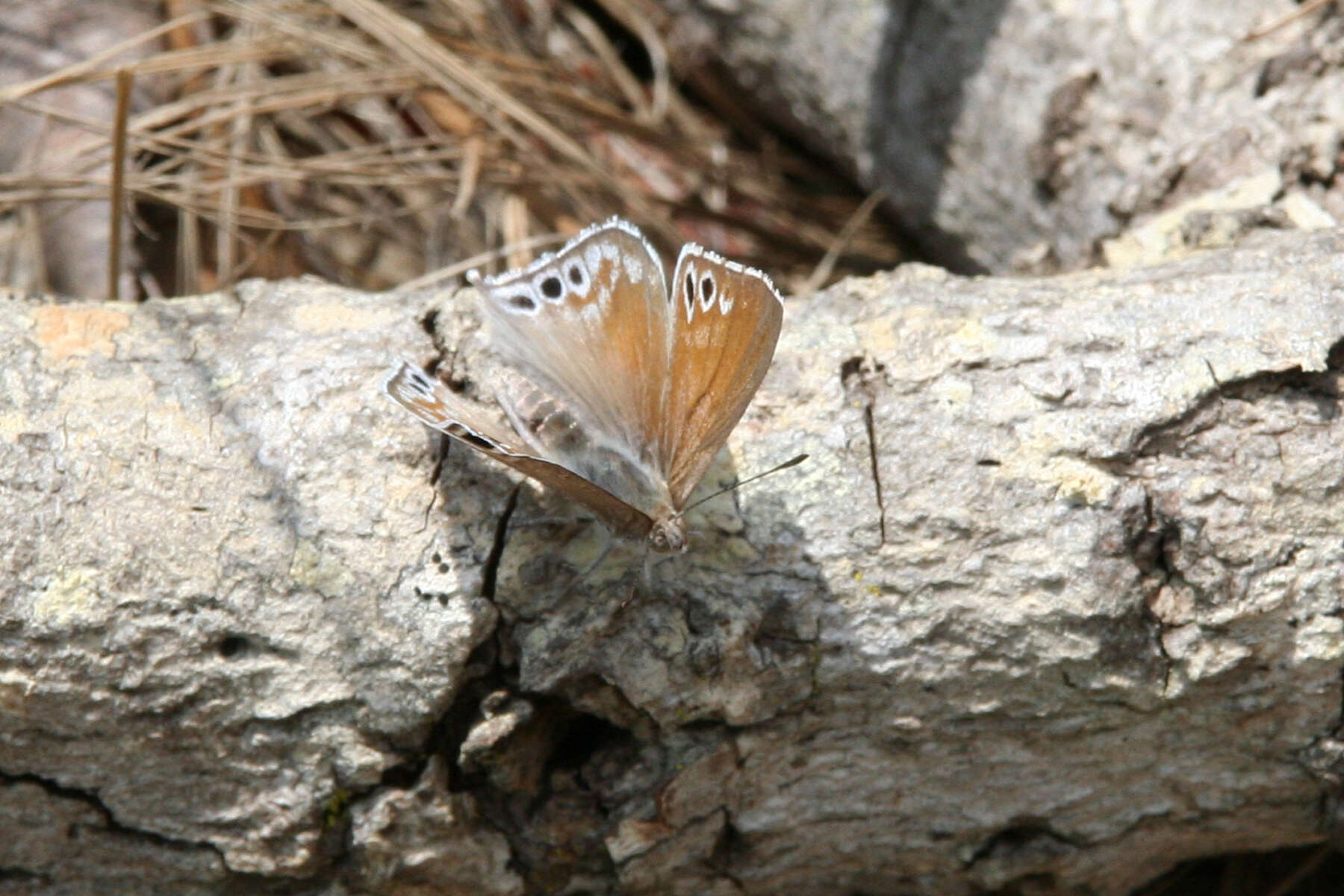 Image of Leptomyrina gorgias