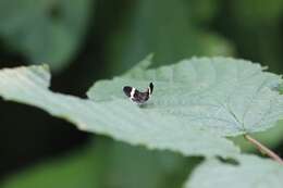 Image of White-striped Black