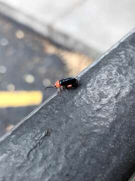 Image of Shiny Flea Beetle