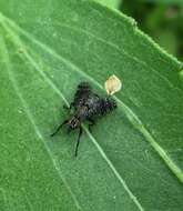 Image of Fly