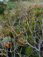 Image of tree spurge