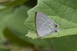 Imagem de Hypolycaena philippus (Fabricius 1793)