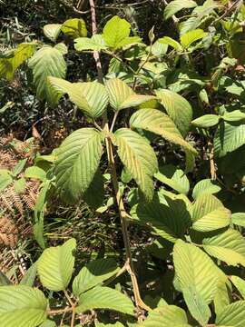 Image of Rubus floribundus Kunth