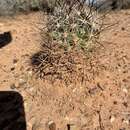 Image de Pediocactus sileri (Engelm. ex J. M. Coult.) L. D. Benson