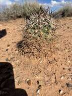 Image of Siler's Pincushion Cactus