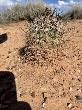 Plancia ëd Pediocactus sileri (Engelm. ex J. M. Coult.) L. D. Benson