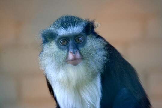 Слика од Cercopithecus mona (Schreber 1775)