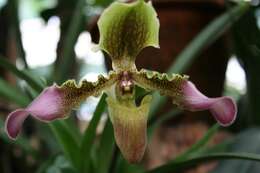 Image de Paphiopedilum hirsutissimum (Lindl. ex Hook.) Stein