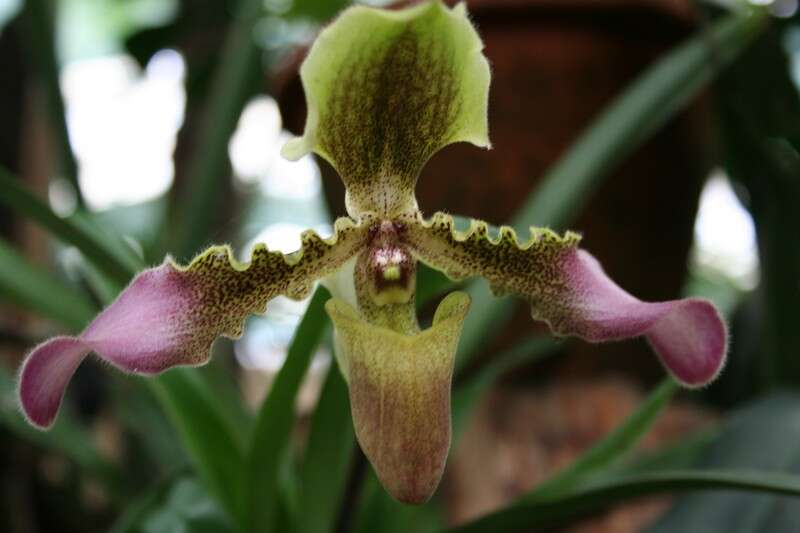 Image de Paphiopedilum hirsutissimum (Lindl. ex Hook.) Stein