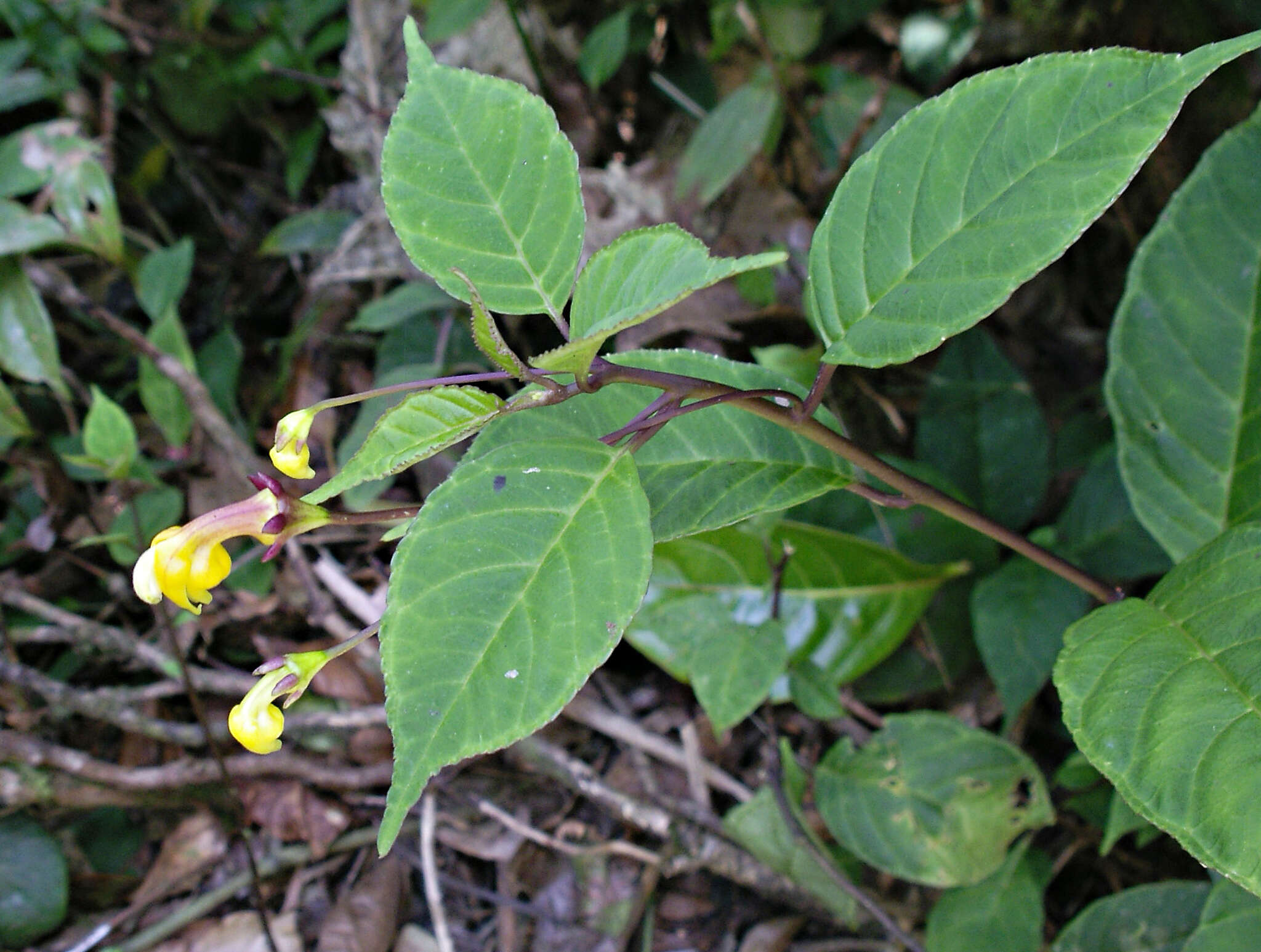 Image of Burmeistera parviflora E. Wimm. ex Standl.