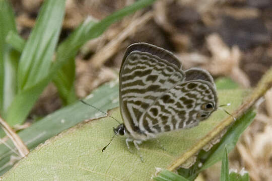 Image of Leptotes babaulti (Stempffer 1935)