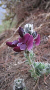 Image of Thermopsis barbata Benth.