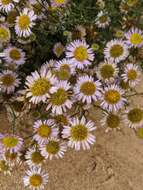 Image of Blochman's erigeron