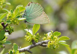 Plancia ëd Callophrys rubi (Linnaeus 1758)