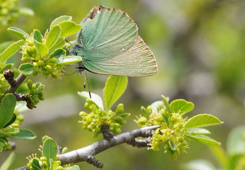 Plancia ëd Callophrys rubi (Linnaeus 1758)