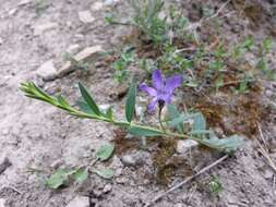 Image of herbaceous periwinkle