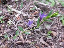 Image of herbaceous periwinkle