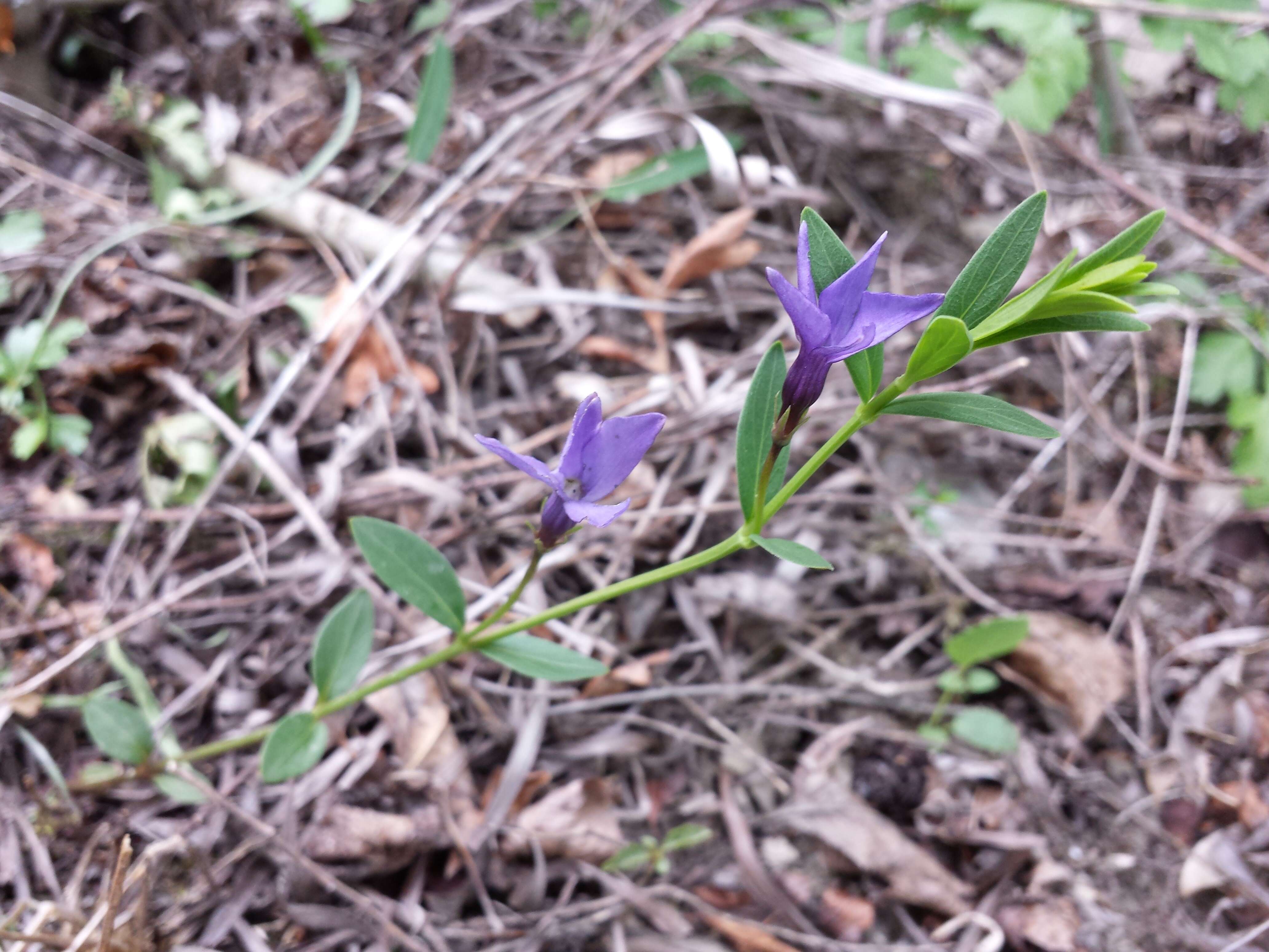 Image of herbaceous periwinkle