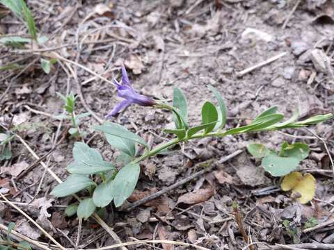 Image of herbaceous periwinkle